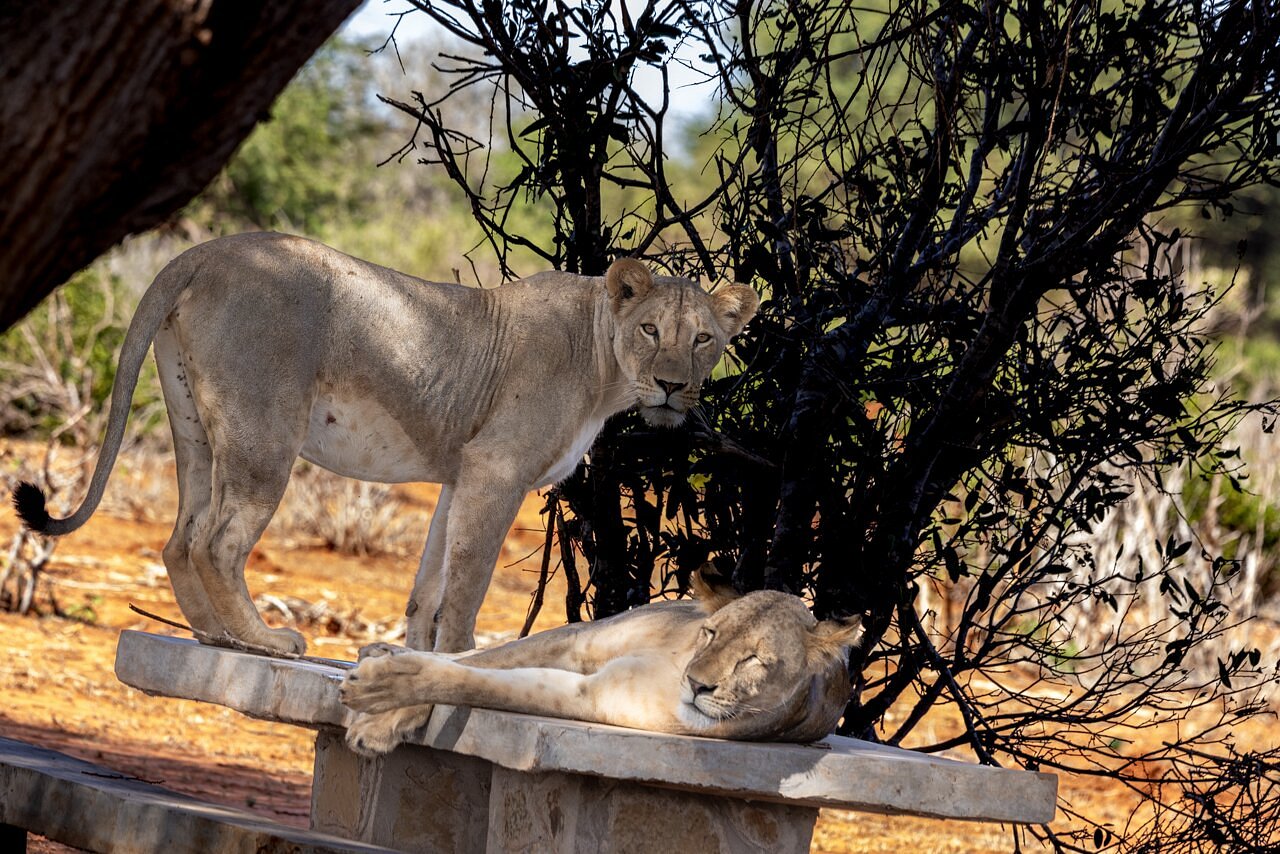 Sentrim Tsavo Lodge - Tsavo East hotel view 5